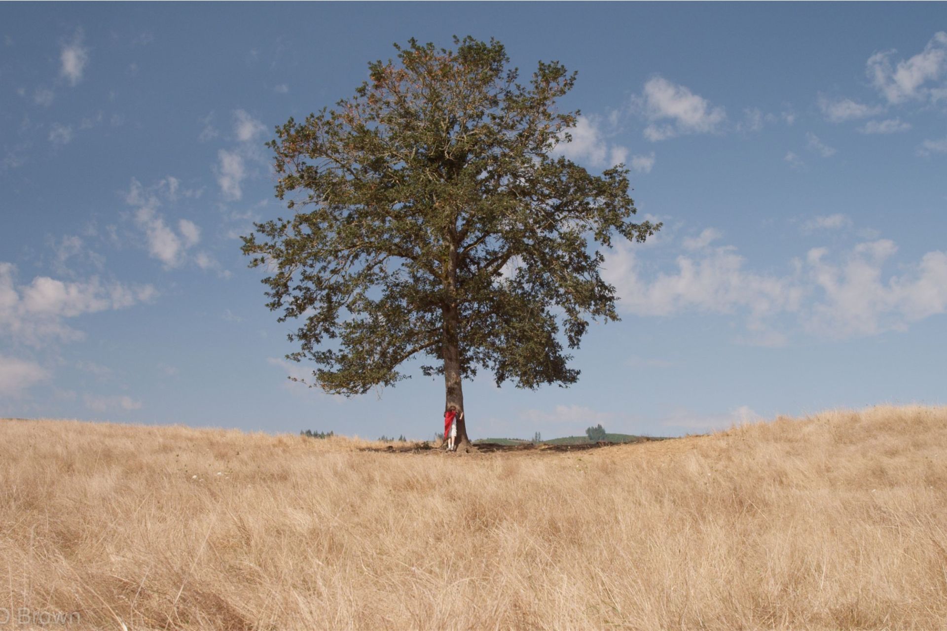 one tree